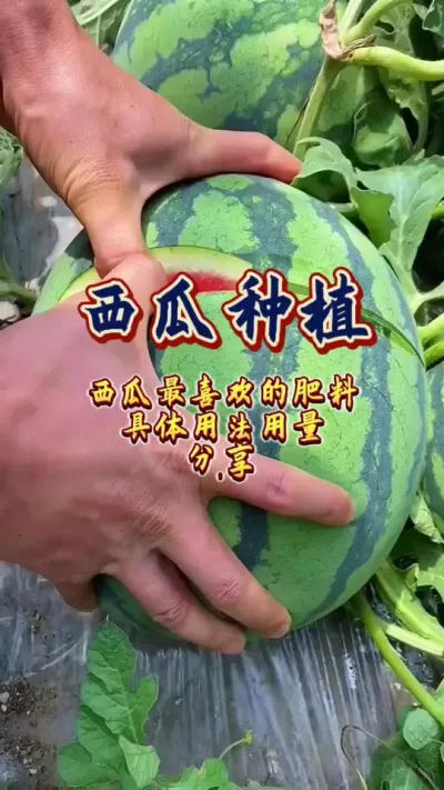 #西瓜种植#农业技术推广 #增产增收才是硬道理