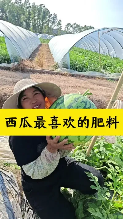 西瓜最喜欢的肥料#西瓜种植 #西瓜种植技术 #西瓜管理 #大棚西瓜 #种西瓜