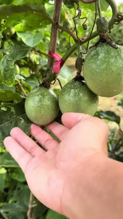 种出这样的果子，价格由你来定！#百香果种植技术 #黄金百香果种植技术 #钦蜜9号黄金百香果 #百香果施肥 #百香果用肥