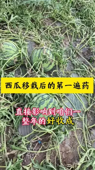 #西瓜种植 #西瓜种植技术 #种西瓜#西瓜病害#大棚西瓜