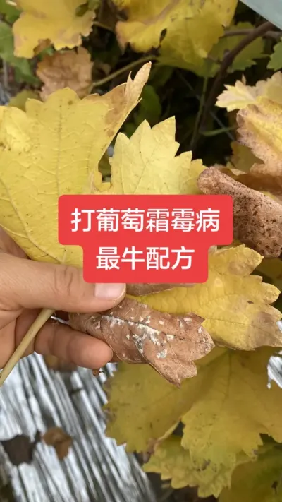 打葡萄霜霉病最牛配方#葡萄霜霉病#葡萄种植#葡萄病害
