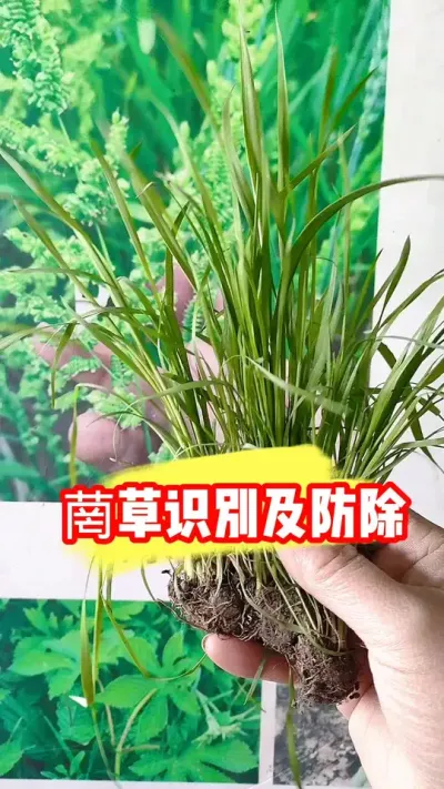 认识小麦田菵草正确防除 #小麦除草剂 #小麦 #小麦种植 #小麦种植管理技术 #吴平农资