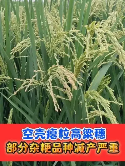 选择高产水稻品种必须要看结实率高低 实地查看，筛选好品种#水稻品种 #水稻种植 #水稻 #农资肥料 #水稻收割机