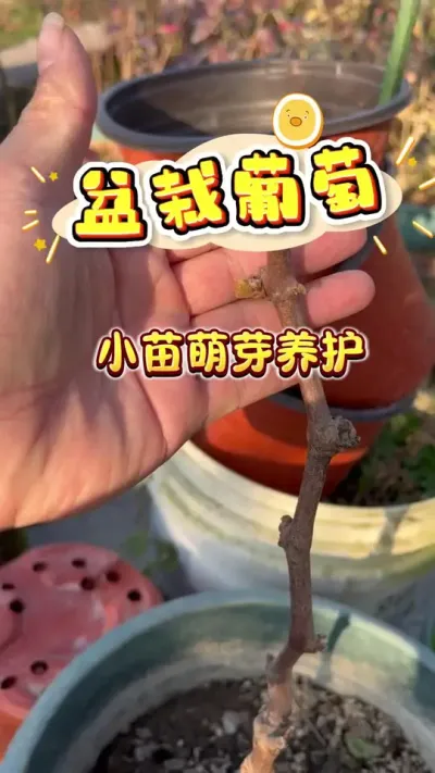 葡萄小苗萌芽管理#盆栽葡萄#楼顶果园#葡萄 #家庭种植#葡萄苗