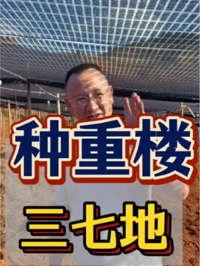 三七重楼 三七地改种重楼，种植前该注意些什么呢？#农业 #三农 #三七 #重楼 #种植技术