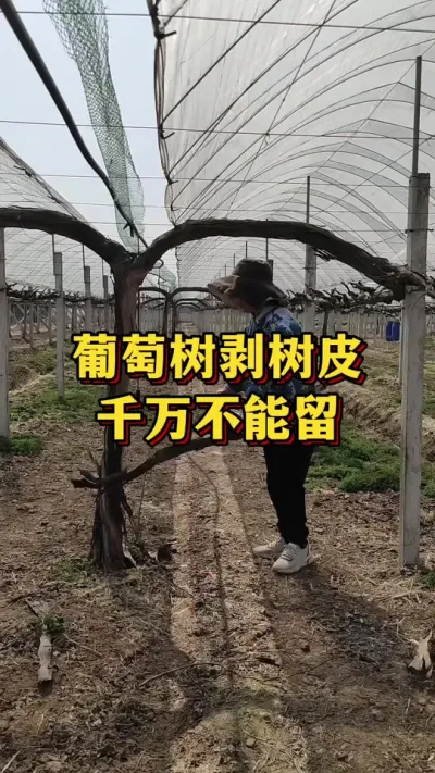 葡萄树剥树皮，千万不能留#三农 #果树种植 #果园管理