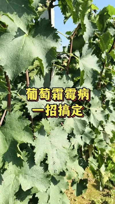 葡萄霜霉病，一招搞定#葡萄种植