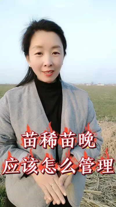 稀苗晚播苗早春加强田间管理，抢抓促根壮蘖提升苗情#小麦 #三农种植 #小麦种植 #小麦管理 #农资肥料