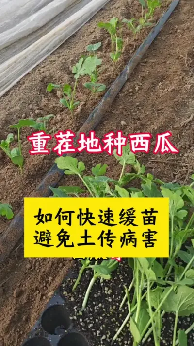#西瓜种植 #种西瓜#西瓜种植技术 #西瓜管理