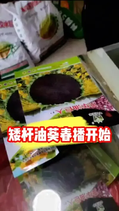 春季油葵开始种了，矮杆出油多 #油葵 #农资肥料 #种子化肥农药 #吴平农资 #三农流量扶持计划