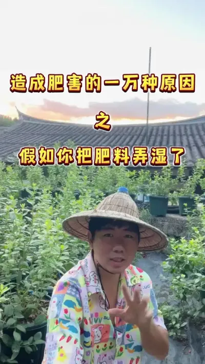造成肥害的一万种可能之你把肥料弄湿了，仍然这样用～#盆栽蓝莓#肥害 #楼顶果园 #种植小技巧