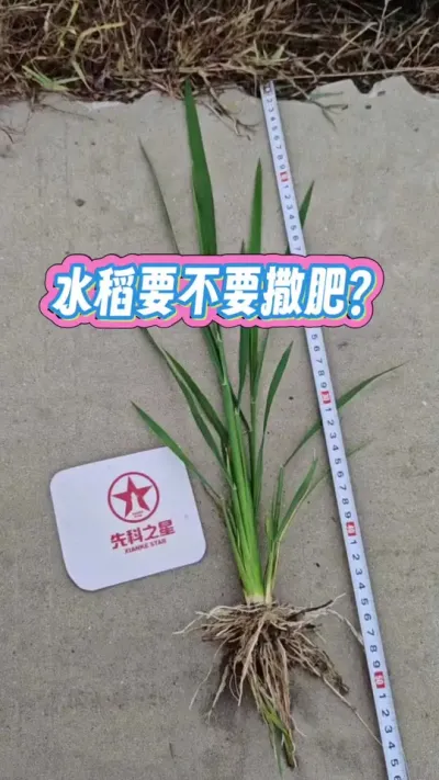 #水稻撒肥 #追肥