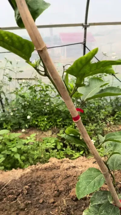 百香果的侧芽不要过早的留#种百香果 #农业技术推广 #果园管理