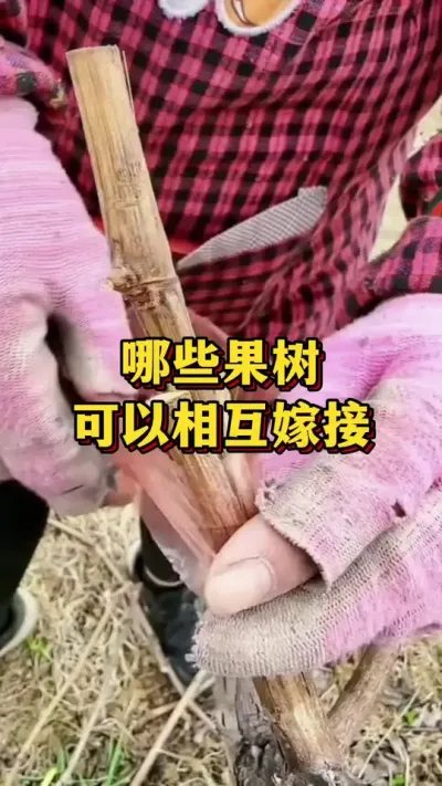 哪些果树，可以相互嫁接#农业种植 #三农 #果树嫁接