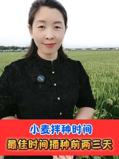 小麦拌种的最佳时间 四元复配加强版小麦专用拌种剂#小麦种植 #小麦拌种剂 #小麦 #农资肥料
