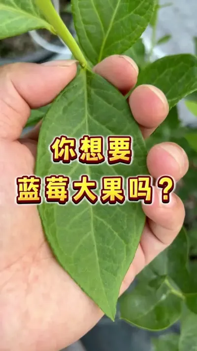 你想要蓝莓大果吗？蓝莓大果大枝条管理#蓝莓#盆栽蓝莓#盆栽果树#楼顶果园#种植小技巧