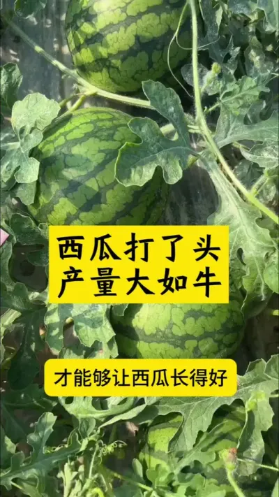 #种西瓜#西瓜种植#西瓜种植技术#西瓜打头#西瓜管理