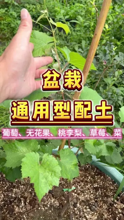 盆栽果树通用型配土，葡萄，无花果，桃李梨，草莓，素菜，瓜都好用～（蓝莓除外）顺便种了一颗台农7号水蜜桃。#盆栽果树#盆栽葡萄 #楼顶果园#配土 #种植小技巧
