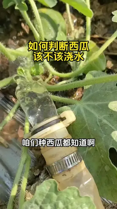 #西瓜种植 #西瓜高产#西瓜种植技术#西瓜浇水