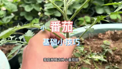 小番茄#小番茄 #楼顶果园 #记录我的种植生活