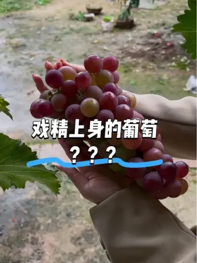 我妈说我回家就释放了土匪天性😅 回家时候空着手，走的时候满载而归！#田园生活 #葡萄 #农村小院 #城巴佬 #农村生活