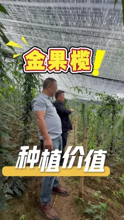金果榄的种植价值到底有多高，让发哥带你揭秘。#金果榄#农业种植#种植管理#三农