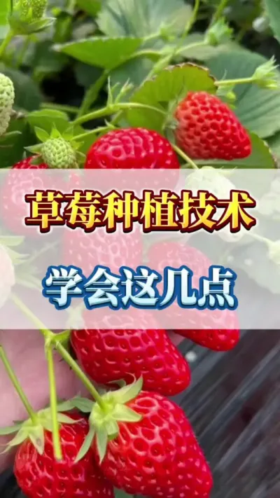 草莓种植技术，学会这几点#农业种植 #三农 #家庭种植