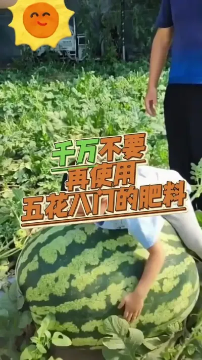 #西瓜种植#西瓜管理#施肥