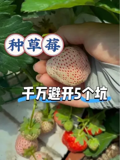 种草莓易踩的5个坑🕳️作为新手你中了几个？😅 一些看似很小却很致ming的小细节，避开这些你也能在小阳台实现草莓自由🍓#阳台种植 #种草莓 #盆栽草莓 #草莓种植方法#草莓苗