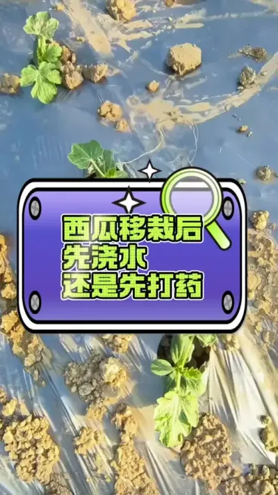 #西瓜种植#西瓜种植 #生根壮苗 #病虫害防治