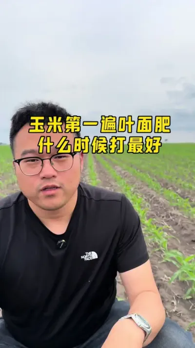 玉米第一遍叶面肥什么时候打最好？ 玉米第一遍叶面肥两个作用：第一，促进节根的发育。第二，促进玉米行数增加。可选用耘卫士+仙促+国秀+硼肥+锌肥。#玉米种植技术与管理 #玉米苗专用叶面肥