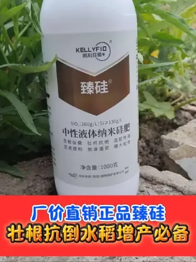 水稻喷施臻硅增产增收显著 正品中性液体纳米硅肥《臻硅》，一瓶二十亩#臻硅 #水稻种植 #水稻 #农业种植 #农资肥料