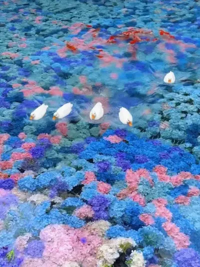 浪漫的花海分享给漂亮的女孩子