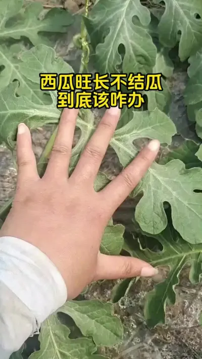 #西瓜种植##西瓜管理#西瓜高产#西瓜种植技术