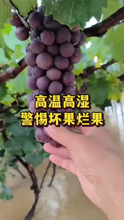 高温高湿，警惕烂果坏果#优质农产品 #三农 #葡萄种植