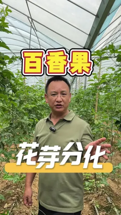 栽百香果，在花芽分化期间要想提高落花率和坐果率，这几个细节非常重要。#百香果#农业技术推广#农业种植管理#种植小技巧