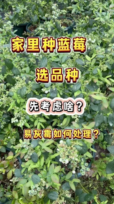 今天碎碎念一下家里种蓝莓选品种#楼顶果园 #盆栽果树 #大数据把我推给爱吃蓝莓的人 #小院时光 #春天