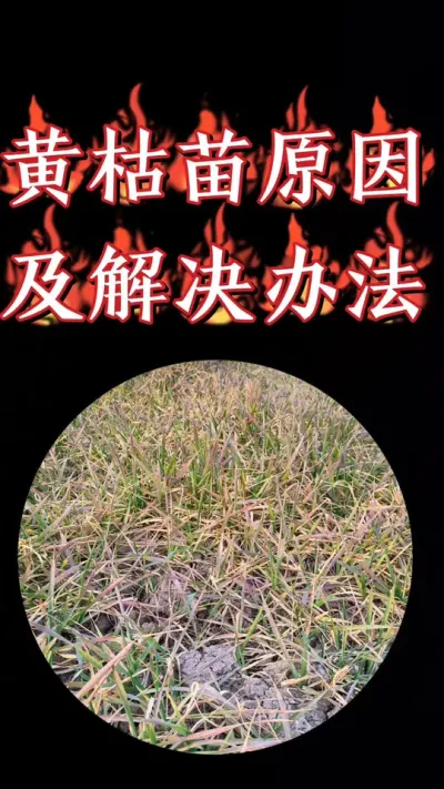 小麦苗黄苗枯的原因及解决办法#小麦种植 #小麦 #小麦管理 #农资肥料 #臻硅