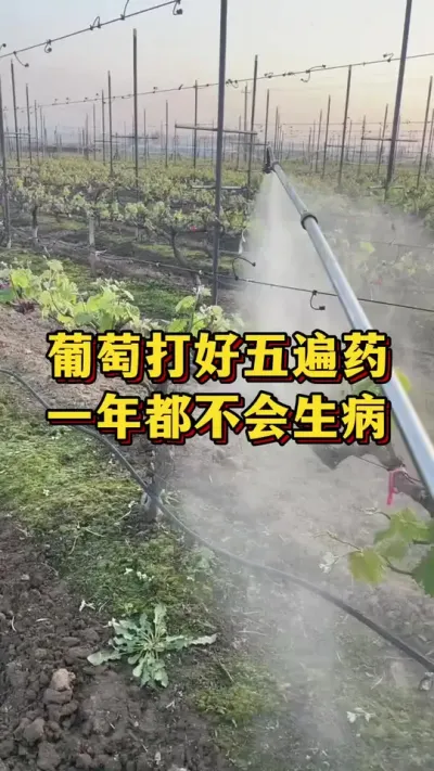 葡萄打好五遍药，一年都不会生病#农业种植 #三农 #果树种植