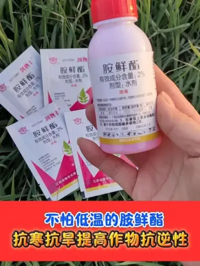 正品剑牌胺鲜酯薄利多销 #胺鲜酯 #胺鲜酯水剂 #农资肥料