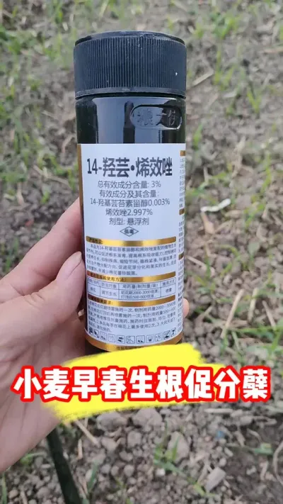 一瓶十亩地，小麦早春生根促分蘖开始了#小麦种植 #小麦管理 #小麦管理技术 #农业种植 #农资肥料