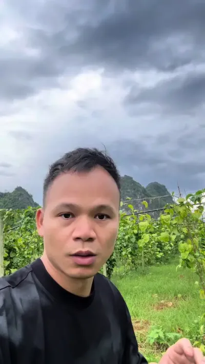 老板说要放弃了，百香果黄化，黄毛百香果#种百香果#黄金百香果种植技术