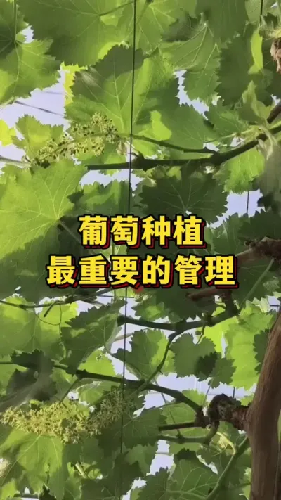 葡萄种植，最重要的管理#农业种植 #优质农产品 #三农