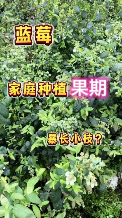 在家里种上这么一盆蓝莓，现在果期了，一些小细节可以看一下哦#楼顶果园 #盆栽果树 #春天 #大数据把我推给爱吃蓝莓的人 #小院时光