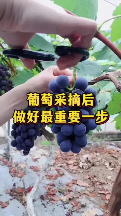 葡萄采摘后，做好最重要的一步#优质农产品 #葡萄种植 #农业种植