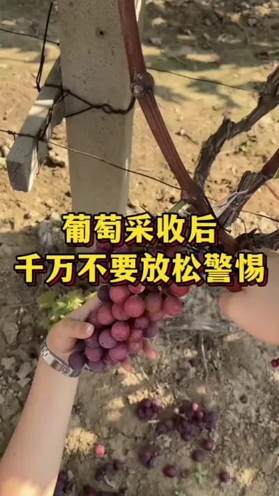 葡萄采摘后，千万不要放松警惕#优质农产品 #农业种植 #三农种植