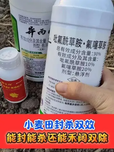 小麦田能封能杀封闭除草剂 #小麦种植 #小麦封闭除草剂 #小麦