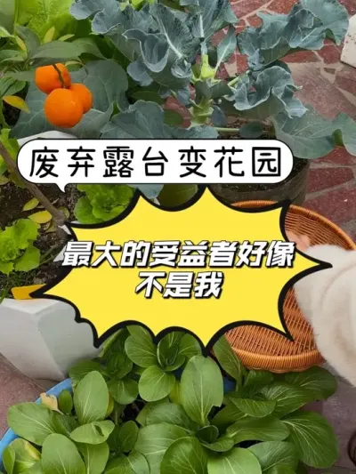 已经很久没去过菜市场了！露台小花园 #阳台种菜 #露台花园 #种菜基因觉醒 #抖音新农人 #田园生活