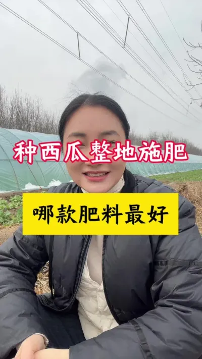 #西瓜种植 #西瓜种植技术 #种西瓜#西瓜底肥#大棚西瓜