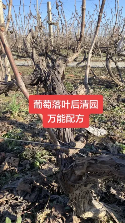 葡萄落叶后清园的万能配方#葡萄清园#葡萄种植#葡萄病害 #葡萄高产
